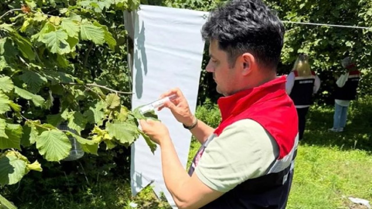 Çarşamba Ovası’nda kokarcayla mücadele