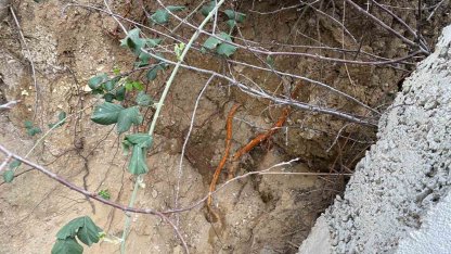 Fidan dikimi sırasında insan kafatası ve kemik parçaları bulundu