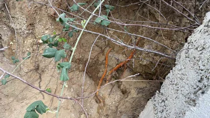 Fidan dikimi sırasında insan kafatası ve kemik parçaları bulundu