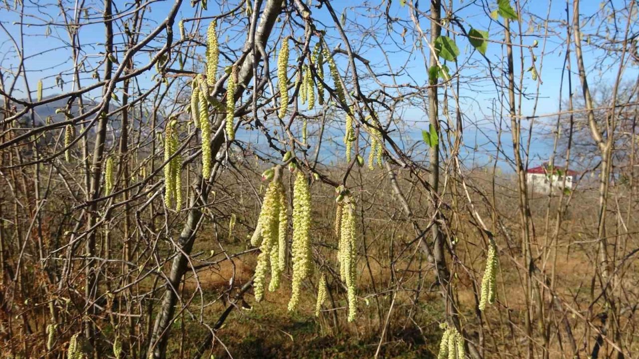 Fındıkta doğru bilinen yanlışlara karşı uyardı
