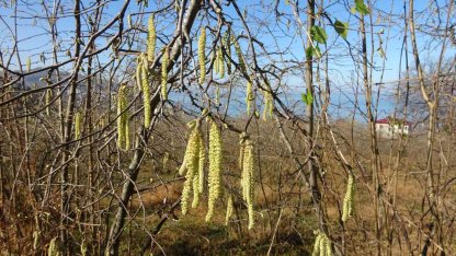 Fındıkta doğru bilinen yanlışlara karşı uyardı
