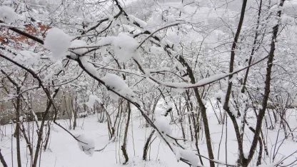 Fındıkta don endişesine bilimsel açıklama: "Şu an risk yok, fayda var"