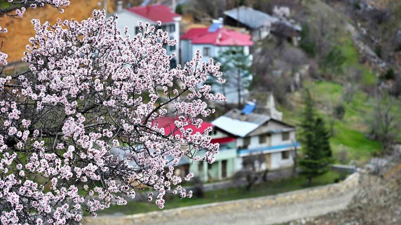Gümüşhane’de baharın renkleri kışın beyazıyla kucaklaştı