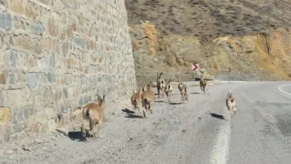 Gümüşhane’de yaban keçileri yavrularıyla birlikte görüntülendi