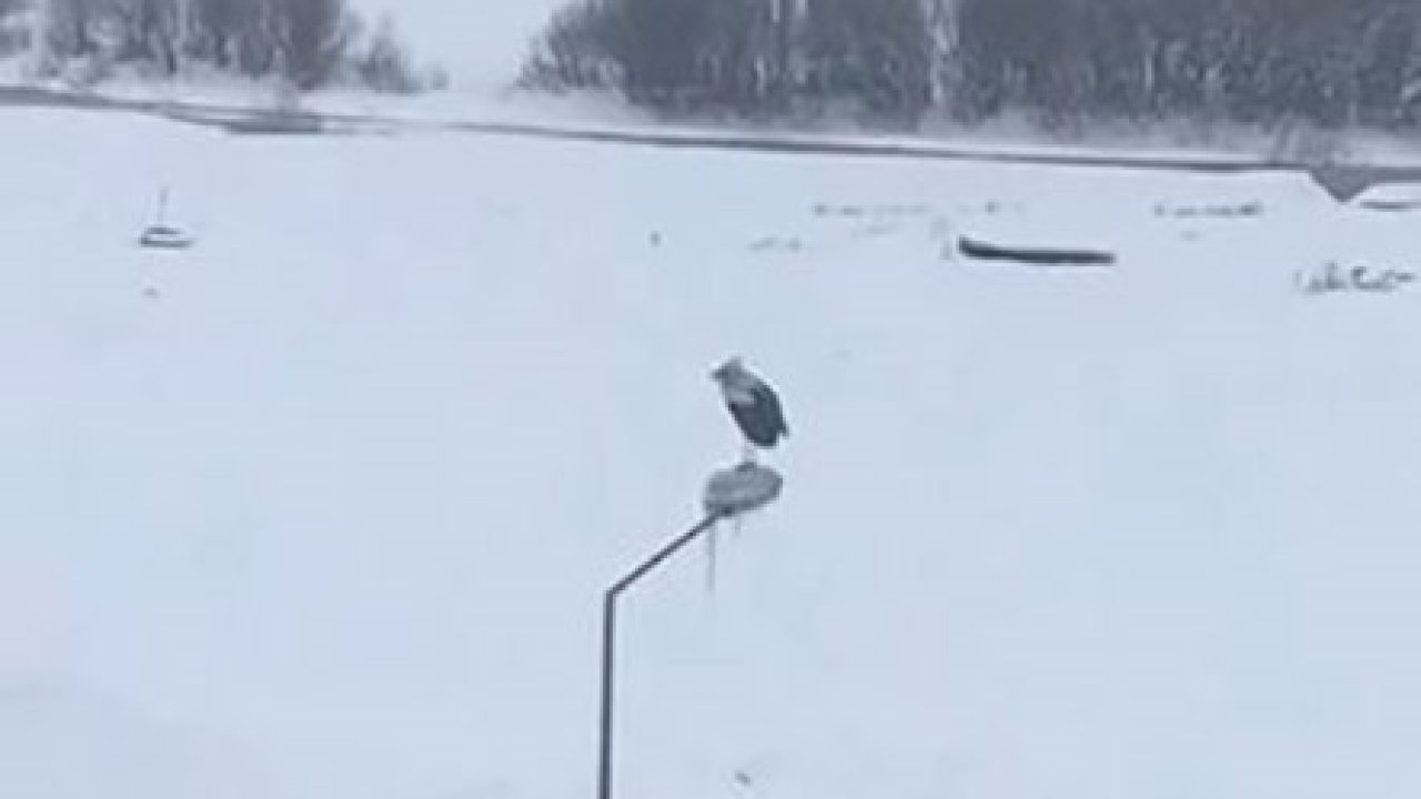 Kar ve soğuğa rağmen elektrik direğinde ayakta duran Leylek dikkat çekti