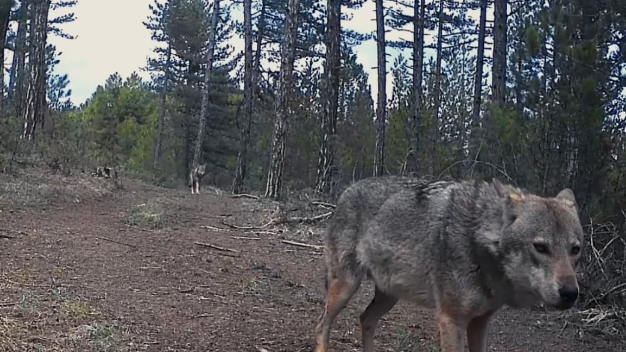 Karabük’te yerleşim yerlerine inen yaban hayvanları kamerada