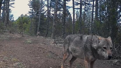 Karabük’te yerleşim yerlerine inen yaban hayvanları kamerada