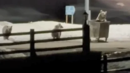 Kars’ta anne ayı ve yavrularının çöp konteynırı mesaisi kamerada