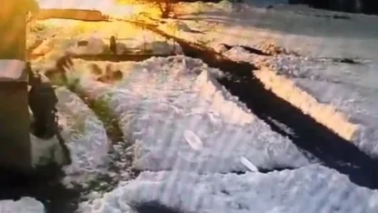 Kars’ta kurt sürüsünü kürekle kovalayan vatandaş kamerada