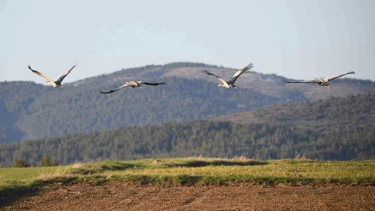 Kastamonu’da görsel şölen: Turna ailesi göç yolunda görüntülendi