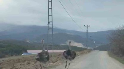 Köy yolunda koşan deve kuşları kameraya yansıdı