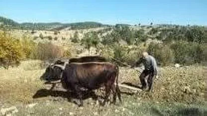 Köy'e dönsünler...