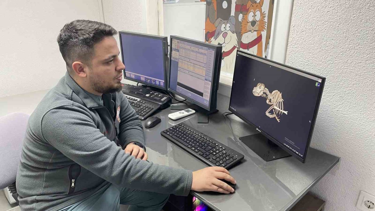 Kulağından beynine tümör yayılan sokak köpeği zorlu operasyonla hayata tutundu