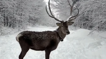 Kuzuyayla’da tatilcilere kar ve kızıl geyik sürprizi