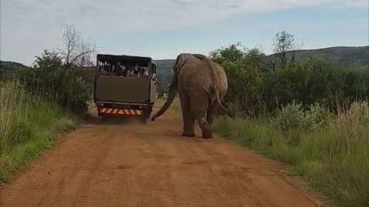 Safari turunda Türk turistleri fil kovaladı