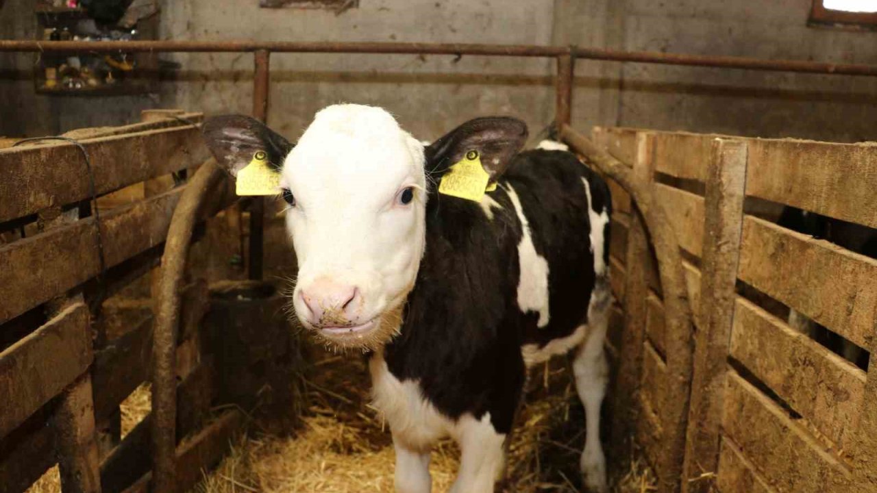 Samsun’da ari işletme sayısı artıyor