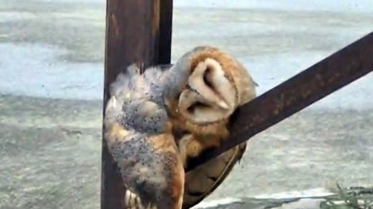 Sevimli Baykuş sokak direğinde uyuya kaldı