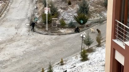 Sokak köpeklerinin saldırısına uğrayan kadını vatandaşlar kurtardı: O anlar kamerada