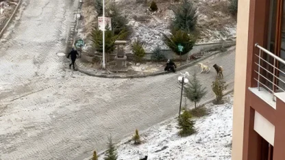 Sokak köpeklerinin saldırısına uğrayan kadını vatandaşlar kurtardı: O anlar kamerada