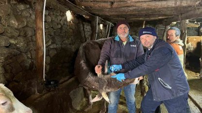 Tokat’ta  şap hastalığına karşı yoğun mesai