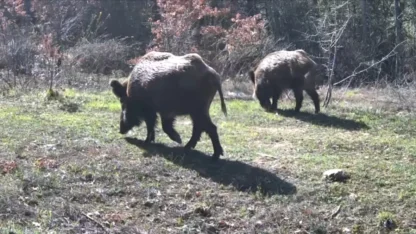 Yiyecek arayan yaban hayvanları fotokapanla görüntülendi