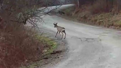 Yolunu şaşıran karaca yerleşim yerinde görüntülendi