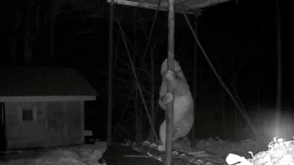 Aç kalan ayı kovanlara ulaşmak için düz demire tırmanmaya çalıştı