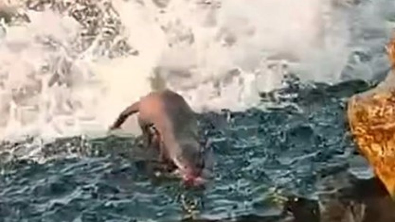 Akçakoca’da görülen su samuru vatandaşları heyecanlandırdı