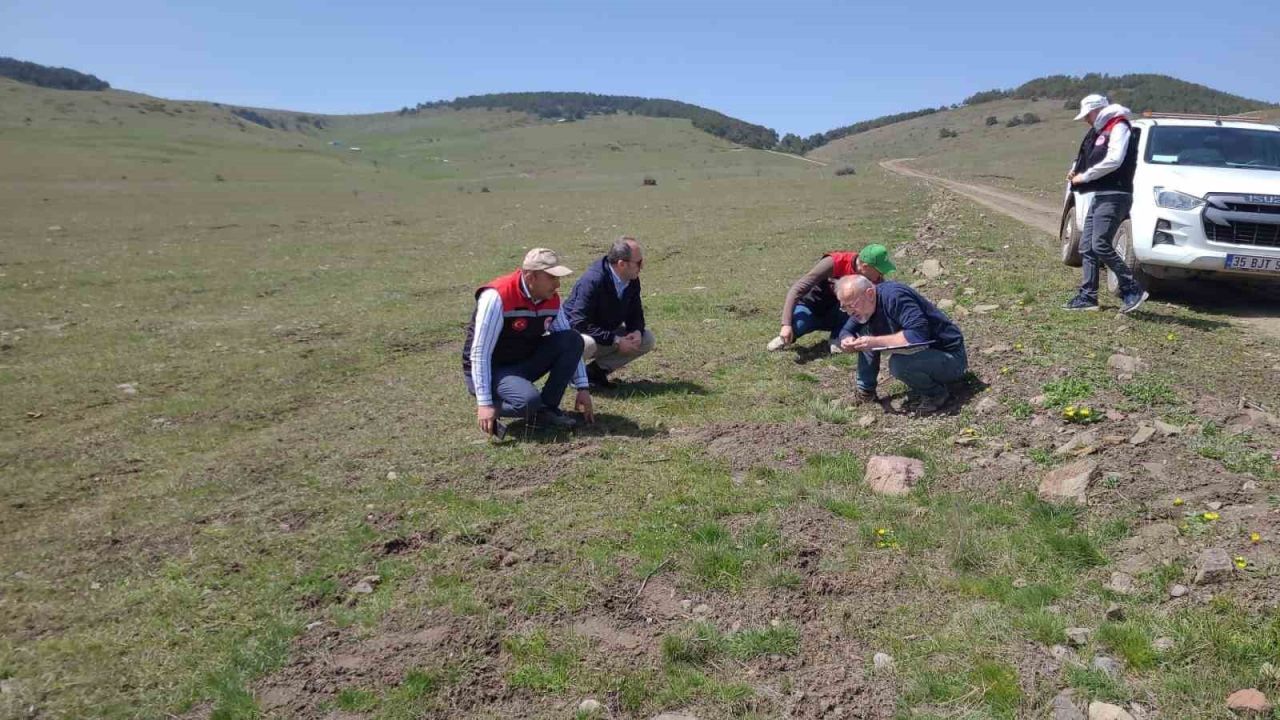 Amasya’nın mera ve yaylalarında otlatma kapasitesi incelemesi