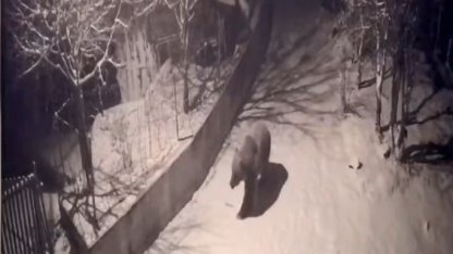 Artvin’de aç kalan ayılar köylere indi