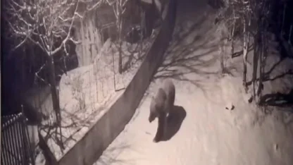 Artvin’de aç kalan ayılar köylere indi