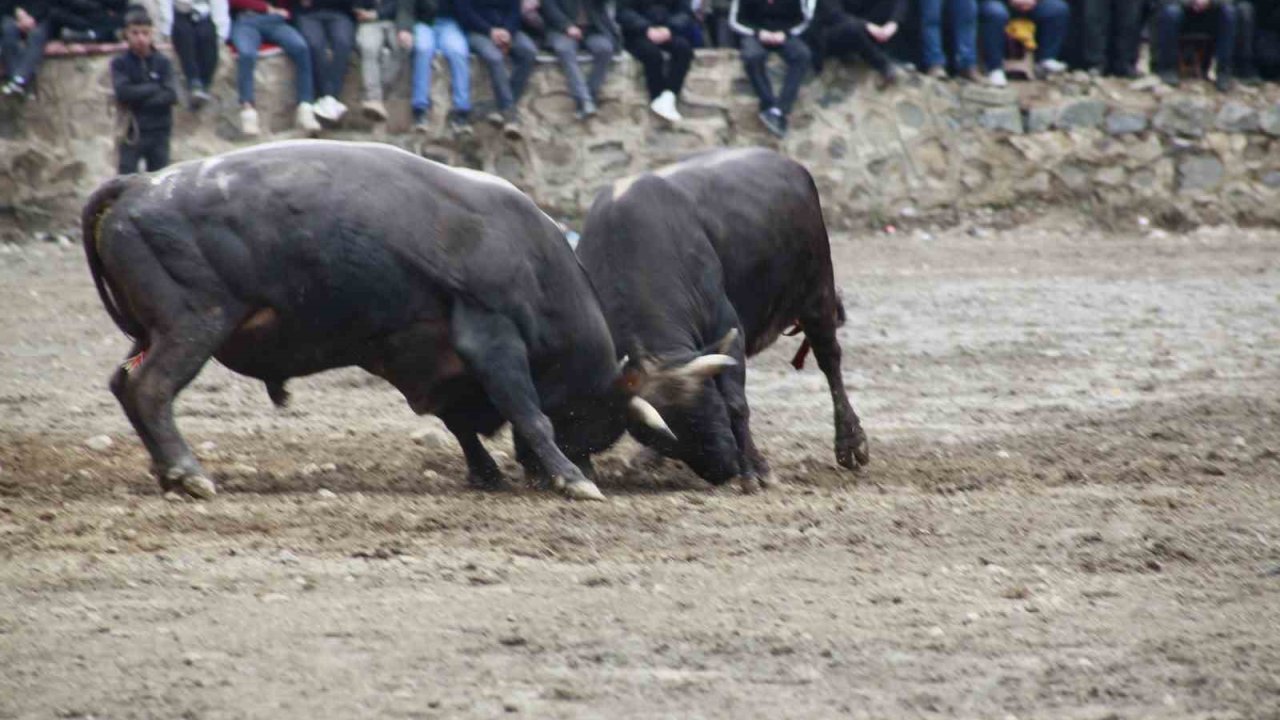 Artvin’de boğa güreşleri sezonu Sarıgöl’de açıldı
