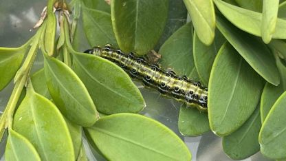 Artvin’de şimşir güvesine karşı biyolojik mücadele sürüyor