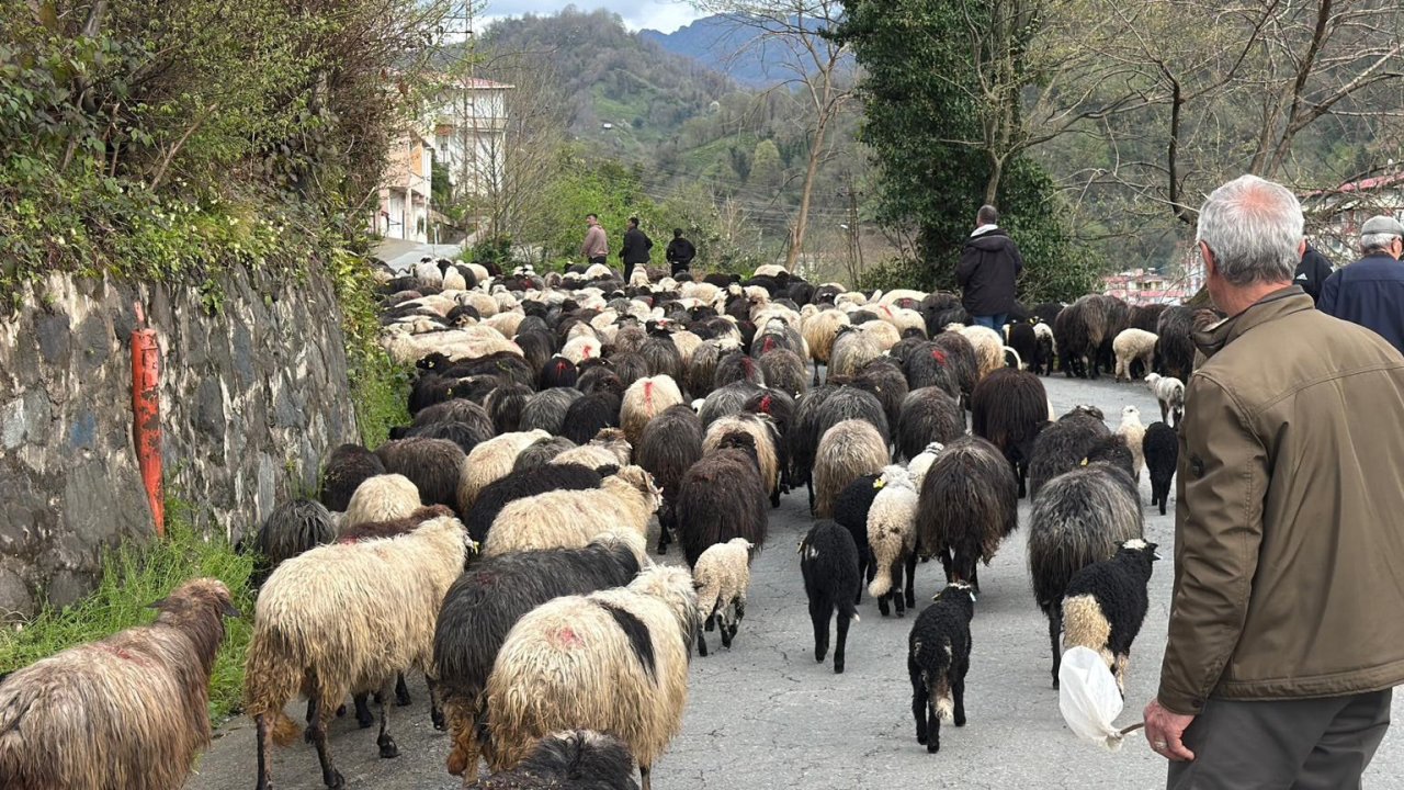 Artvin’de zorlu yayla göçü başladı