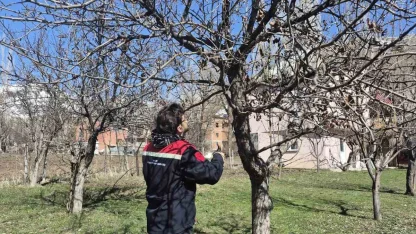 Aydıntepe’de meyve bahçelerinde budama uygulaması sürüyor