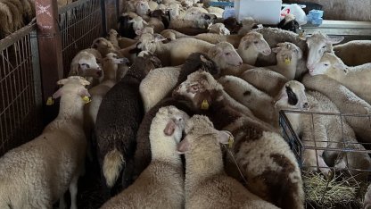 Aydıntepe’de şap hastalığına yönelik NSP ve bağışıklık takibi başlatıldı