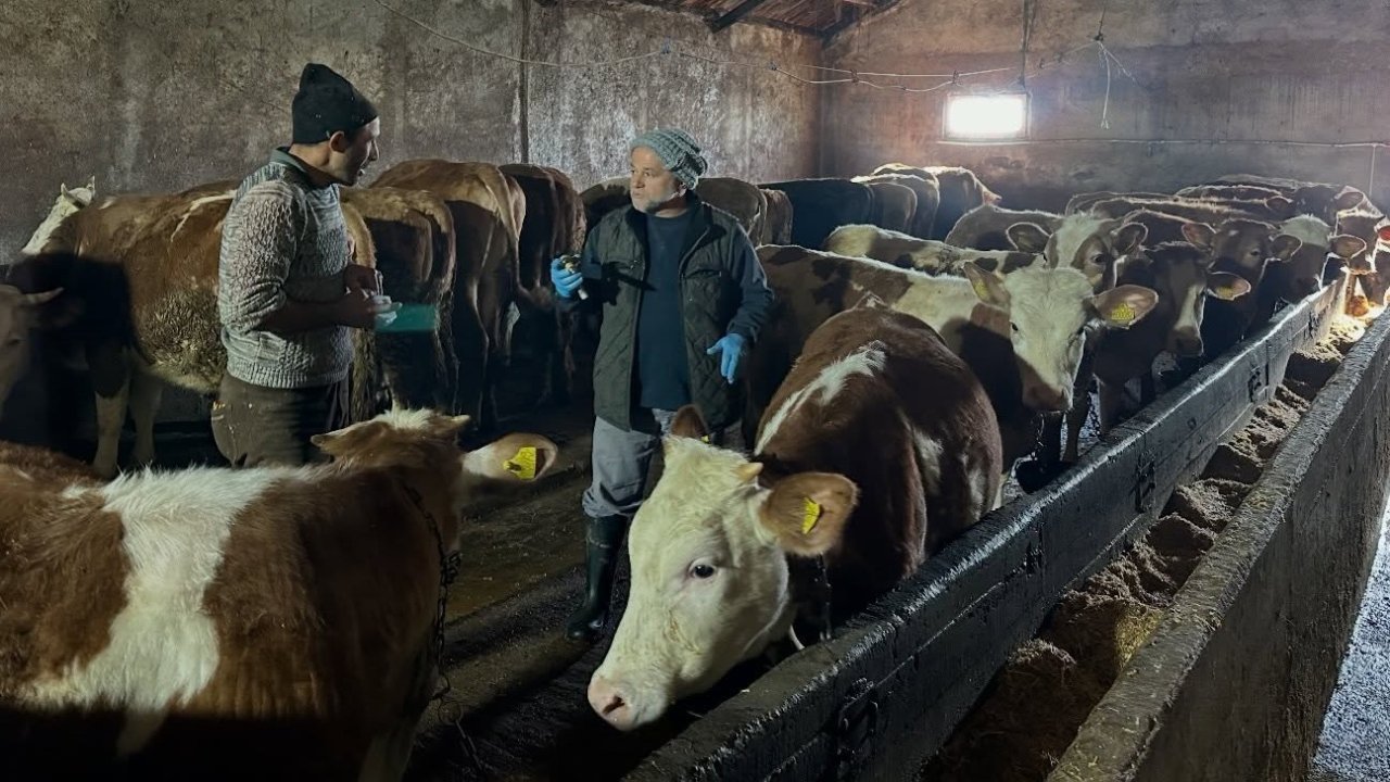 Aydıntepe’nin 23 köyünde ve 4 mahallesinde şap aşılama kampanyası tamamlandı