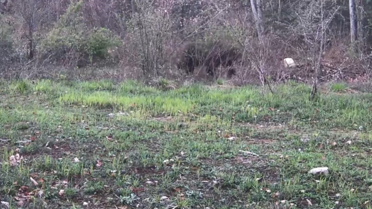Ayı, domuz ve gelincik fotokapanla görüntülendi