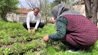 Babasından miras kalan akzambaklara gözü gibi bakıyor