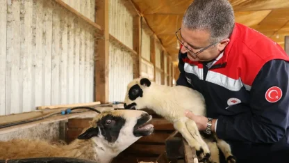 Bafra’da organik hayvancılığa yerinde inceleme