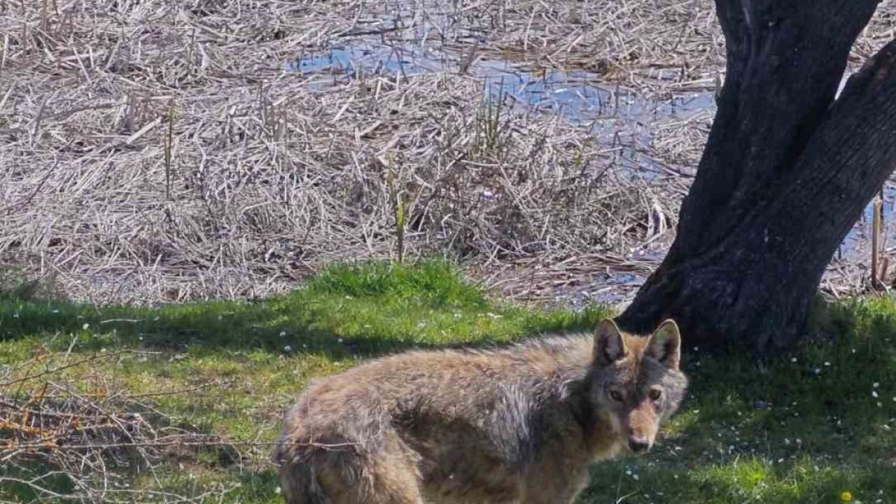 Balık tutmaya giderken kurtla karşılaştılar