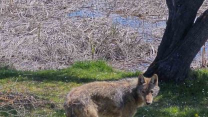Balık tutmaya giderken kurtla karşılaştılar