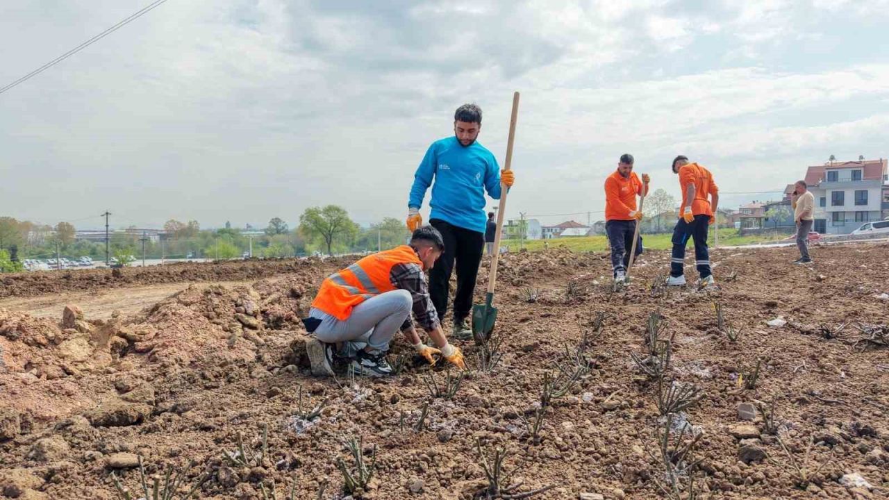 Başiskele’de 15 bin gül fidanı toprakla buluşuyor