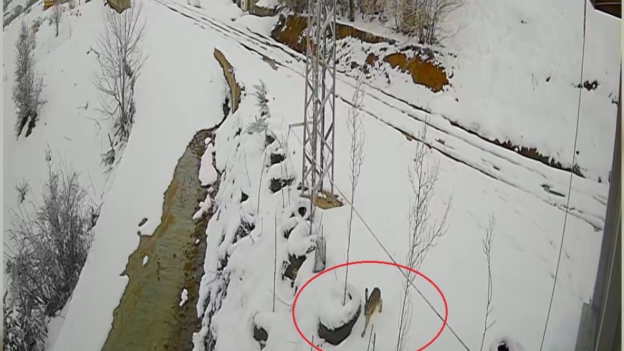 Bayburt’ta nefes kesen kovalamaca: Tavşanın kurdu atlattığı anlar kamerada