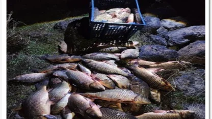 Bolu’da 250 kilo ağırlığındaki 100 canlı sazan balığı kurtarıldı