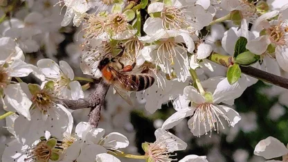 Bolu’da baharın gelmesiyle arılar harekete geçti