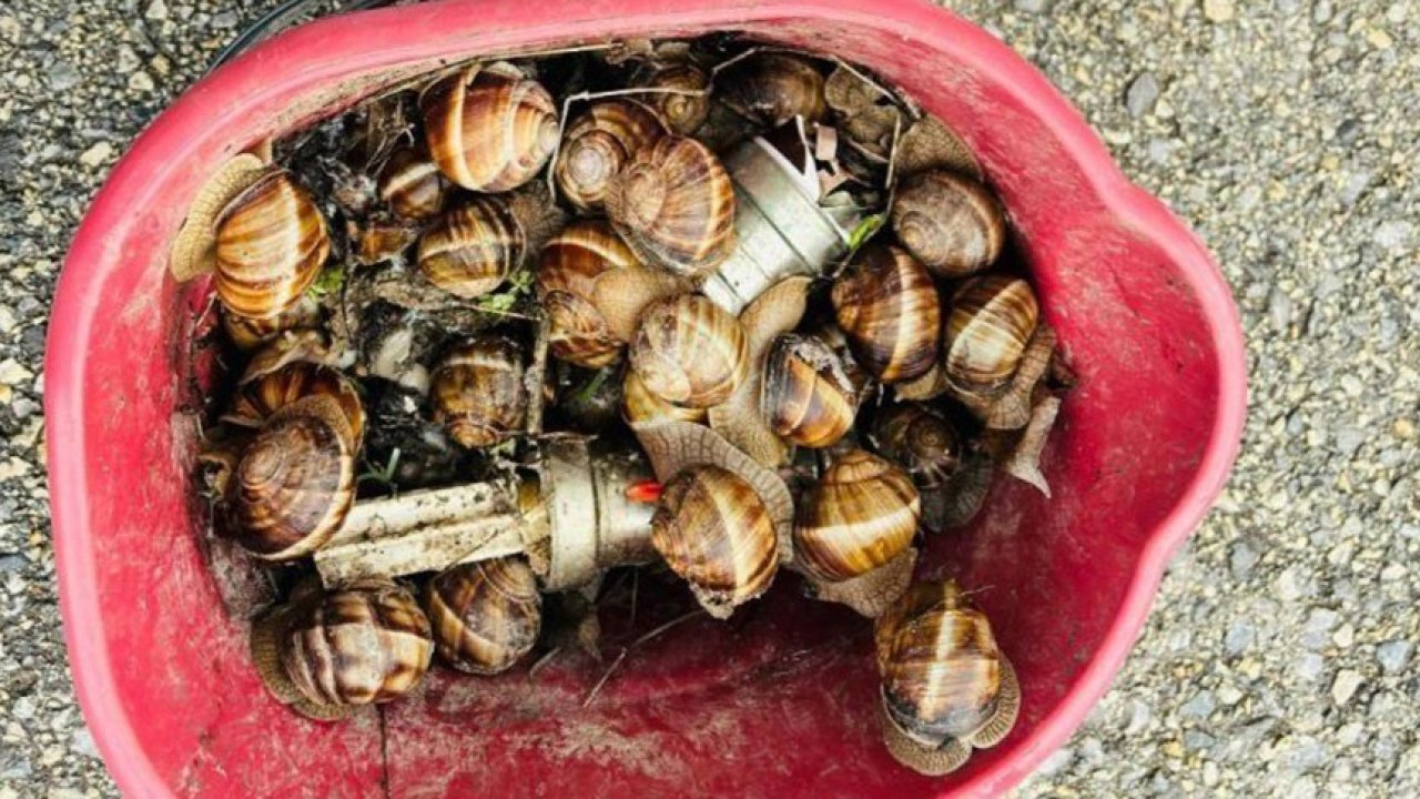 Bolu’da kaçak toplanan 16 kilogram salyangoz ele geçirildi