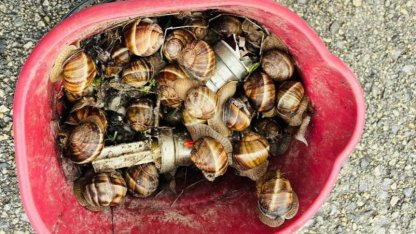 Bolu’da kaçak toplanan 16 kilogram salyangoz ele geçirildi