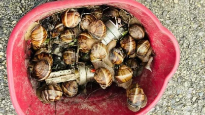 Bolu’da kaçak toplanan 16 kilogram salyangoz ele geçirildi