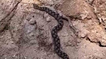 Bolu’da odun yığınları arasında nesli tehlike altında olan zehirli yılan görüntülendi